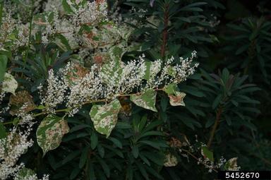 Japanese knotweed, Fallopia japonica  (Polygonales: Polygonaceae) - 5452670