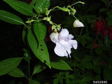 ornamental jewelweed, Impatiens glandulifera  (Geraniales: Balsaminaceae) - 5452890