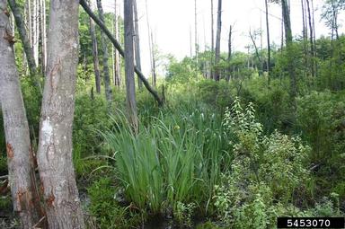 yellowflag iris, Iris pseudacorus  (Liliales: Iridaceae) - 5453070
