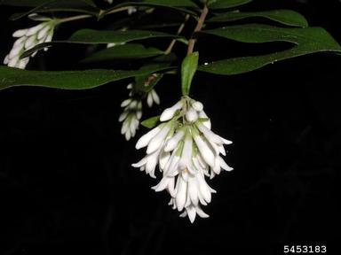 border privet, Ligustrum obtusifolium  (Scrophulariales: Oleaceae) - 5453183