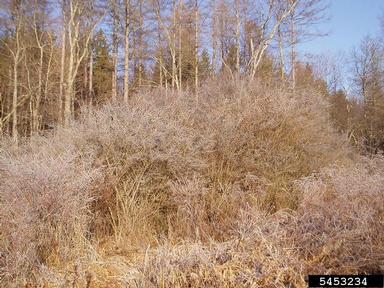 border privet, Ligustrum obtusifolium  (Scrophulariales: Oleaceae) - 5453234