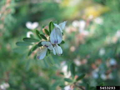 sericea lespedeza, Lespedeza cuneata  (Fabales: Fabaceae (Leguminosae)) - 5453293