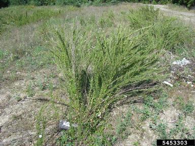 sericea lespedeza, Lespedeza cuneata  (Fabales: Fabaceae (Leguminosae)) - 5453303