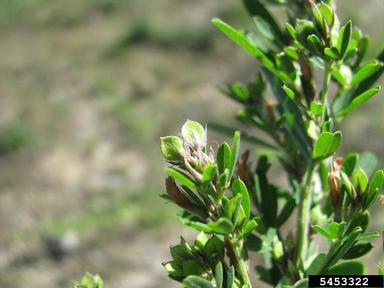 sericea lespedeza, Lespedeza cuneata  (Fabales: Fabaceae (Leguminosae)) - 5453322