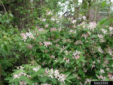 Bell's honeysuckle, Lonicera x bella  (Dipsacales: Caprifoliaceae) - 5453350