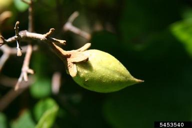 princesstree, Paulownia tomentosa  (Scrophulariales: Scrophulariaceae) - 5453540