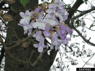 princesstree, Paulownia tomentosa  (Scrophulariales: Scrophulariaceae) - 5453642