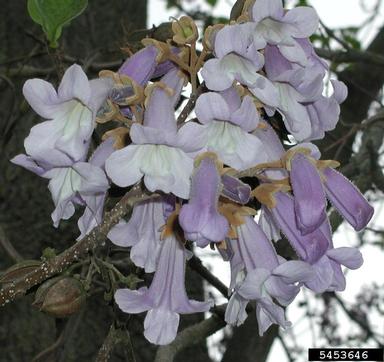 princesstree, Paulownia tomentosa  (Scrophulariales: Scrophulariaceae) - 5453646