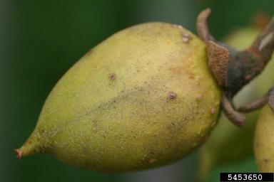 princesstree, Paulownia tomentosa  (Scrophulariales: Scrophulariaceae) - 5453650
