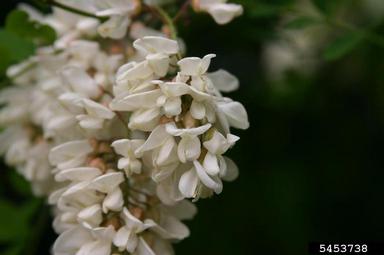black locust, Robinia pseudoacacia  (Fabales: Fabaceae (Leguminosae)) - 5453738