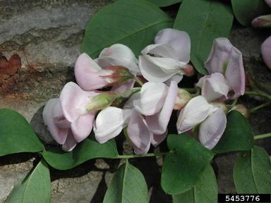 black locust, Robinia pseudoacacia  (Fabales: Fabaceae (Leguminosae)) - 5453776