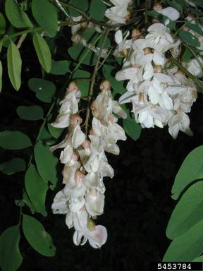 black locust, Robinia pseudoacacia  (Fabales: Fabaceae (Leguminosae)) - 5453784