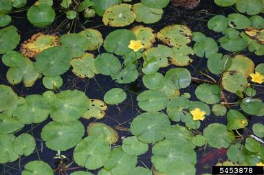 yellow floatingheart, Nymphoides peltata  (Solanales: Menyanthaceae) - 5453878