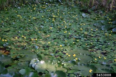 yellow floatingheart, Nymphoides peltata  (Solanales: Menyanthaceae) - 5453888