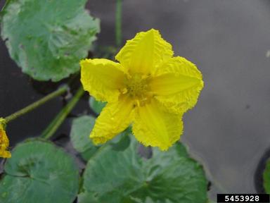 yellow floatingheart, Nymphoides peltata  (Solanales: Menyanthaceae) - 5453928
