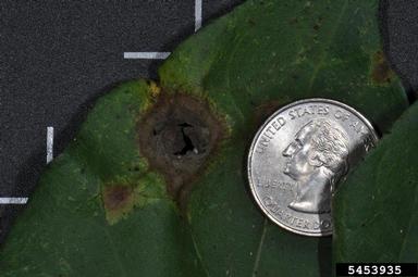 Corynespora blight (Corynespora cassiicola ) on cotton (Gossypium hirsutum ) - 5453935