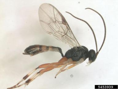 Ichneumonid wasp, Lathrolestes soperi  (Hymenoptera: Ichneumonidae) - 5453939