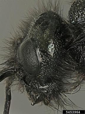 blue horntail woodwasp, Sirex cyaneus  (Hymenoptera: Siricidae) - 5453964
