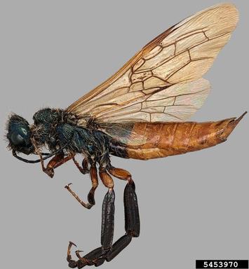 blue horntail woodwasp, Sirex cyaneus  (Hymenoptera: Siricidae) - 5453970