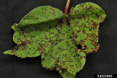angular leaf spot of cotton (Xanthomonas citri ssp. malvacearum) on cotton (Gossypium hirsutum ) - 5453980