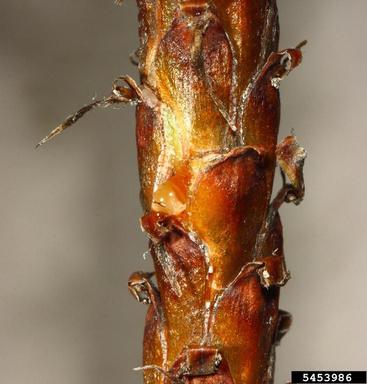 gouty pitch midge (Cecidomyia piniinopis ) on ponderosa pine (Pinus ponderosa ) - 5453986