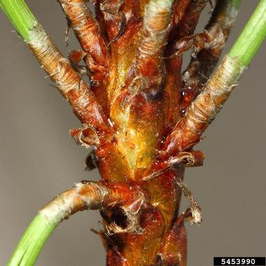gouty pitch midge (Cecidomyia piniinopis ) on ponderosa pine (Pinus ponderosa ) - 5453990