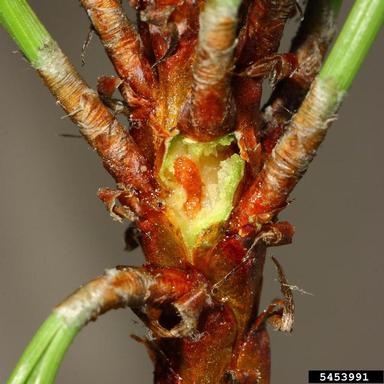 gouty pitch midge (Cecidomyia piniinopis ) on ponderosa pine (Pinus ponderosa ) - 5453991