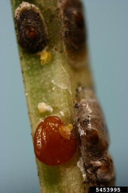 black pineleaf scale (Dynaspidiotus californica ) on ponderosa pine (Pinus ponderosa ) - 5453995