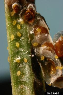 black pineleaf scale (Dynaspidiotus californica ) on ponderosa pine (Pinus ponderosa ) - 5453997