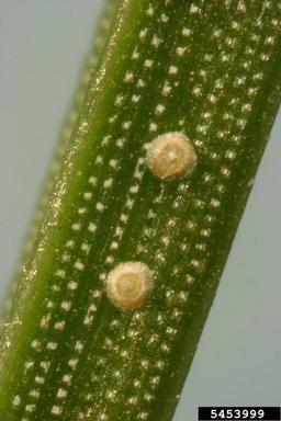 black pineleaf scale (Dynaspidiotus californica ) on ponderosa pine (Pinus ponderosa ) - 5453999