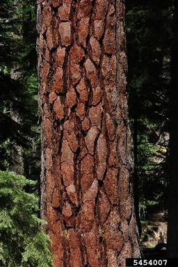 Jeffrey pine, Pinus jeffreyi  (Pinales: Pinaceae) - 5454007