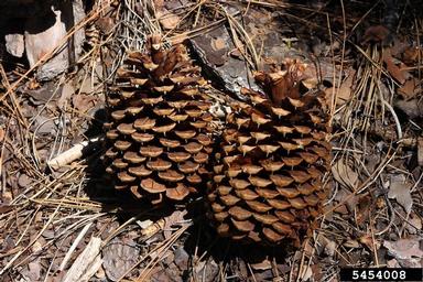 Jeffrey pine, Pinus jeffreyi  (Pinales: Pinaceae) - 5454008