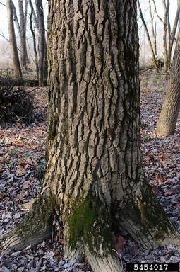 eastern cottonwood, Populus deltoides  (Salicales: Salicaceae) - 5454017