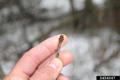 white oak, Quercus alba  (Fagales: Fagaceae) - 5454047