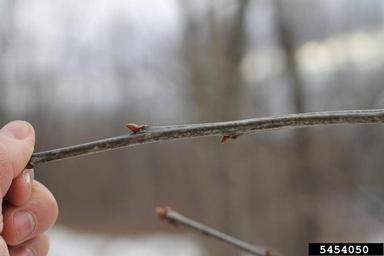 northern red oak, Quercus rubra  (Fagales: Fagaceae) - 5454050