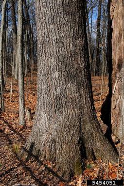 black oak, Quercus velutina  (Fagales: Fagaceae) - 5454051