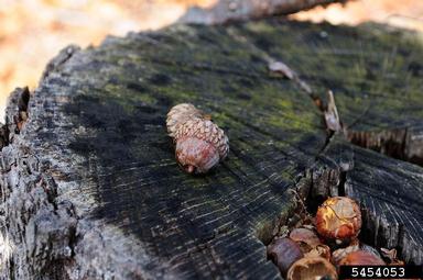 black oak, Quercus velutina  (Fagales: Fagaceae) - 5454053