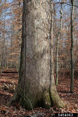 swamp chestnut oak, Quercus michauxii  (Fagales: Fagaceae) - 5454063