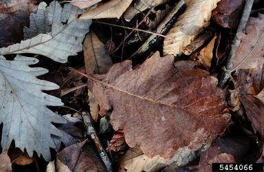 swamp chestnut oak, Quercus michauxii  (Fagales: Fagaceae) - 5454066