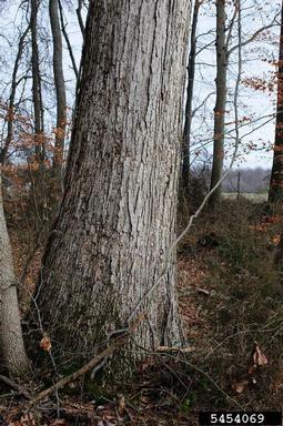 swamp chestnut oak, Quercus michauxii  (Fagales: Fagaceae) - 5454069