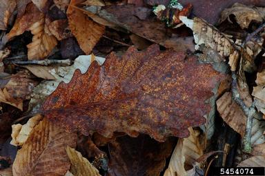 swamp chestnut oak, Quercus michauxii  (Fagales: Fagaceae) - 5454074