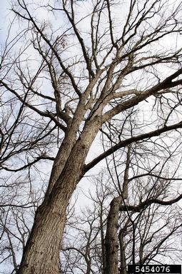 swamp chestnut oak, Quercus michauxii  (Fagales: Fagaceae) - 5454076