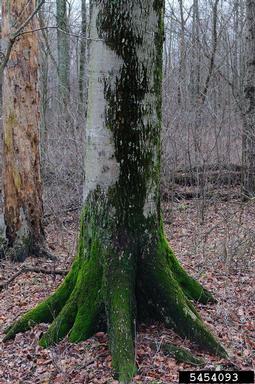 American beech, Fagus grandifolia  (Fagales: Fagaceae) - 5454093