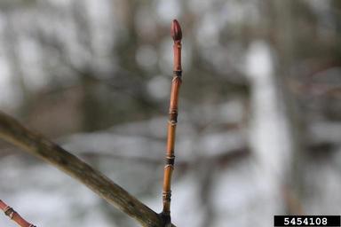 striped maple, Acer pensylvanicum  (Sapindales: Aceraceae) - 5454108