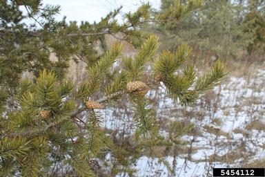 jack pine, Pinus banksiana  (Pinales: Pinaceae) - 5454112