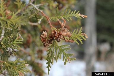 eastern arborvitae, Thuja occidentalis  (Pinales: Cupressaceae) - 5454113