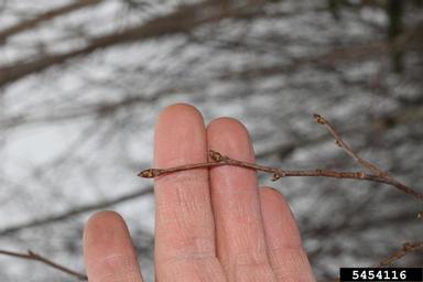 hophornbeam, Ostrya virginiana  (Fagales: Betulaceae) - 5454116