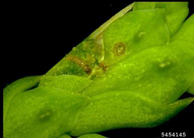 arborvitae leafminer, Argyresthia thuiella  (Lepidoptera: Yponomeutidae) - 5454145