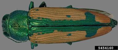 metalic wood-boring beetle, Buprestis viridisuturalis  (Coleoptera: Buprestidae) - 5454160