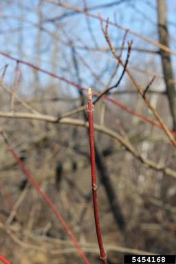 mountain maple, Acer spicatum  (Sapindales: Aceraceae) - 5454168